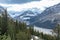 Peyto Glacier with green pine forest at foreground in Jasper National park, Alberta, Canada