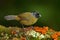 Pezopetes capitalis, Large-footed Finch, sitting on the orange and green mossy branch. Wildlife in Costa Rica, mountain bird in