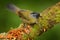 Pezopetes capitalis, Large-footed Finch, sitting on the orange and green mossy branch. Wildlife in Costa Rica, mountain bird in