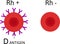 Ph factor. Blood cells with antigen D and without it. Rh positive and Rh negative blood