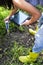 PH meter tester in soil. Measure soil with digital device and tablet. Woman farmer in a garden