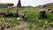 Pha Tang, Thailand - 2019-03-09 - field workers harvest shallots