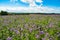 Phacelia, bee food, purple tansy, scorpionweed on summer fields