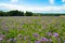 Phacelia, bee food, purple tansy, scorpionweed on summer fields