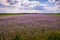 phacelia blooming