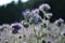 Phacelia blossoms scorpionweed, heliotrope , Boraginaceae in the back light