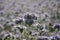 Phacelia blossoms scorpionweed, heliotrope , Boraginaceae in the back light
