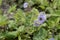 Phacelia bolanderi with blue flowers