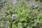 Phacelia bolanderi with blue flowers