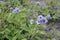 Phacelia bolanderi with blue flowers