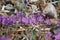 Phacelia Crenulata Bloom - N Mojave Desert - 030222