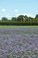 Phacelia crop on a farm in summer