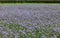 Phacelia crop on a farm in summer