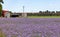 Phacelia crop on a farm in summer