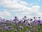 Phacelia field