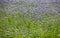 Phacelia field as bee pasture