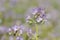 Phacelia flower