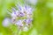 Phacelia flower on green background