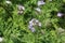 Phacelia forage crop for bees