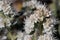 Phacelia Imbricata Bloom - West Mojave Desert - 052022