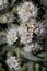 Phacelia Imbricata Bloom - West Mojave Desert - 052022