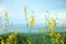 Phacelia and oilseed agricultural fields flowering on the hill