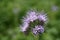 Phacelia - an organic fertilizer