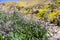 Phacelia Phacelia crenulata wildflowers blooming in Anza Borrego Desert State Park during a spring super bloom; Pygmy poppies