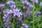 Phacelia plantation, close-up of a bee pollinating a flower.