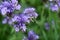 Phacelia plantation, close-up of a bee pollinating a flower.