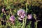 Phacelia - plants of the Burachnik