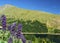 Phacelia Sericea Purple Fringe Flowers by a lake in the Colorado Rockies