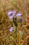 Phacelia tanacetifolia. Gorgeous blue flowers of amazing shape. They are used not only as decoration, but also as siderates in