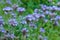 Phacelia tanacetifolia - honey plant