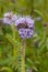 Phacelia tanacetifolia scorpionweed flowers