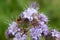 Phacelia tanacetifolia scorpionweed flowers