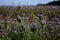 Phacelia tanacetifolia is a species known by the common name Lacy Phacelia blue or purple tansy. Plantation, summer background