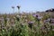 Phacelia tanacetifolia is a species known by the common name Lacy Phacelia blue or purple tansy. Plantation, summer background