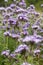 Phacelia tansy flower,green manure,honey culture containing nectar for bees
