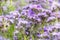 Phacelia tansy flower,green manure,honey culture containing nectar for bees