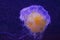 Phacellophora camtschatica jellyfish