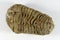 Phacops prehistoric trilobite arthropod fossil