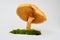 Phaeolepiota Aurea mushroom