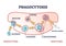 Phagocytosis as cellular ingesting and eliminating process outline diagram