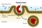 Phagocytosis. Cell transport