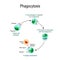 Phagocytosis. immune system. Vector diagram for educational, biological, and science use