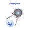 Phagocytosis. Leukocyte absorbs the virus. Infographics.