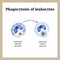 Phagocytosis. The process of destroying bacteria by leukocytes.