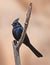 Phainopepla In Joshua Tree