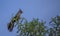 Phainopepla, Phainopepla nitens, in Tree Talking, Arizona Desert